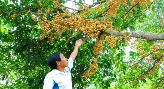 gia-1500-dongkg-dan-mien-tay-bo-dau-bon-bon-chin-rung-day-vuon